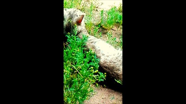 Эта банда засела у меня дома мне страшно смотреть онлайн