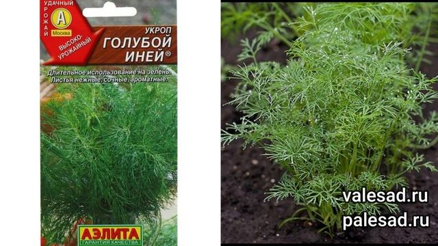 ПОСЕЙТЕ В ТЕПЛИЦЕ В МАРТЕ ОВОЩИ И ЗЕЛЕНЬ на РАННИЙ УРОЖАЙ!
