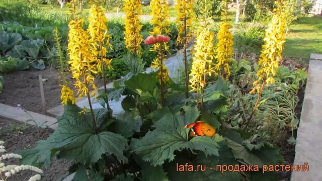 Бузульник узколистный Рокет (ligularia) ? бузульник Рокет обзор: как сажать рассада бузульника Роке