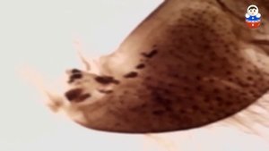 МИКРОСКОП "Бобровая лаборатория" занятие в детском саду школы №937 Москва