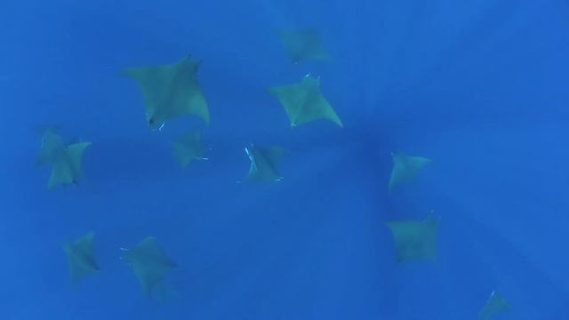Julia Petrik - Freediving with Mabula rays. Юлия Петрик - фридайвинг с мантами Мабула. смотреть онлайн