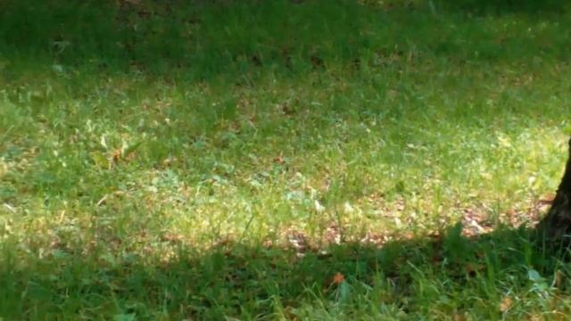 Красота/Прогулка в парке ???️#красота #прогулка #парк #vlog