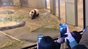 Пандёныш Сян Сян