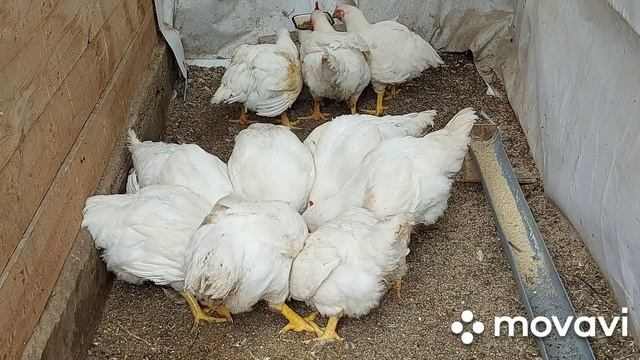 Кормление бройлеров мешанкой. Отвечаю на вопросы по кормлению.