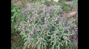 ПАСЛЕН  (SOLANUM)  сем. Пасленовые