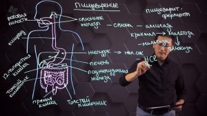 Процесс пищеварения и роль ферментов в нем. 9 класс.