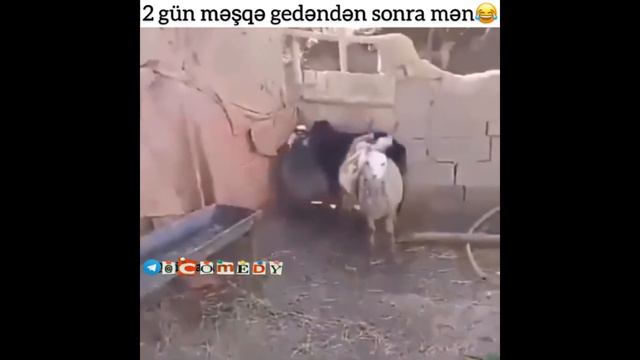 смешные животные . март 2019 смотреть онлайн