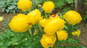 Купальница культурная Лемон Квин (lemon queen) ? обзор: как сажать, рассада купальницы Лемон Квин