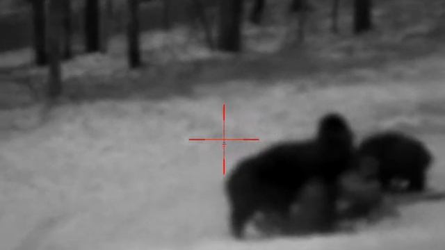 Охота на кабана с вышки зимой 2021. TG3 Lancaster 9.6х53 and Pulsar digex n455 смотреть онлайн