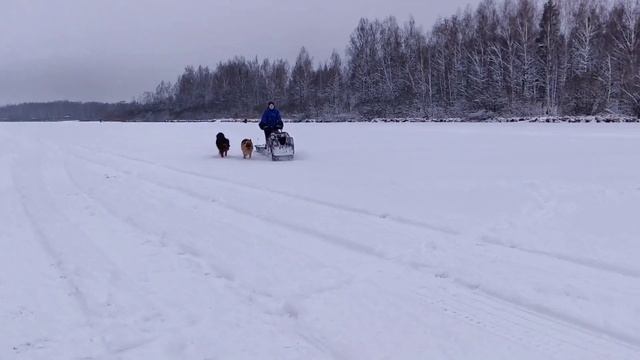 Snowdog 15. На прогулке к нам вышел из леса Мужик 18 л.с. смотреть онлайн