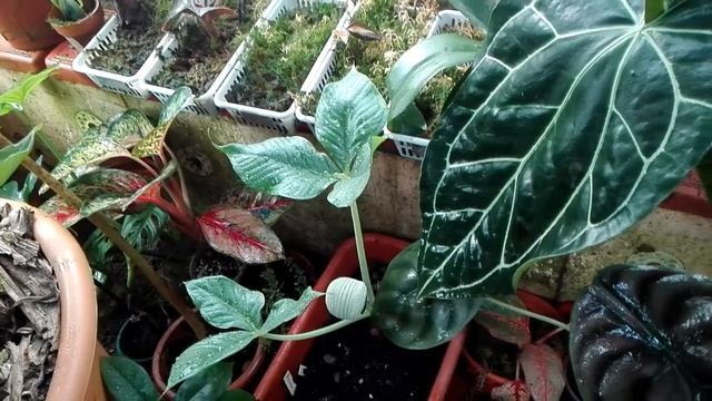 Моя оранжерея и сад — С. 19 — Ариземы: соцветия-ловушки / Ароидные / Орхидеи / Кактусы / Бромелиевы смотреть онлайн