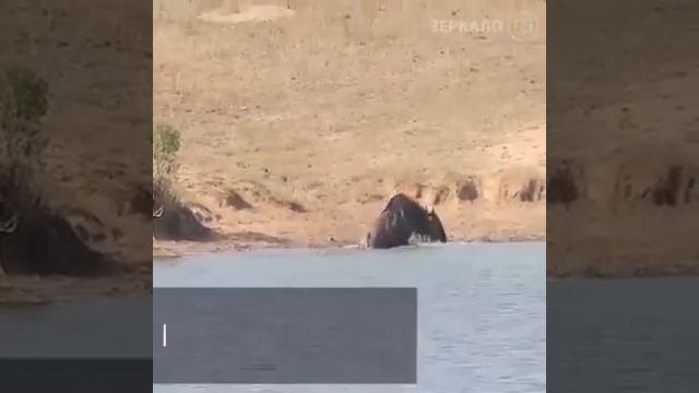 ?Антилопу схватил ?крокодил,а ?Бегемот спас ее? При этом другие Антилопы? просто смотрели на п