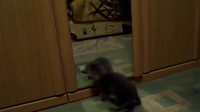 Самый смешной котенок, играет со своим отражением смотреть онлайн