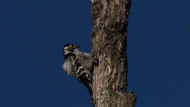 Малый пестрый дятел Москворецкий пойменный заказник. Lesser spotted woodpecker смотреть онлайн
