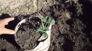 Всем рекомендую! Правильная высадка грецкого ореха на постоянное место роста