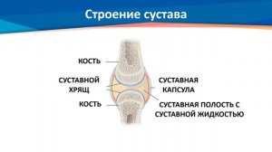 ІІІ - четверть, Биология, 8 класс, Строение и функции суставов