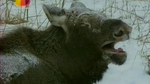 В мире животных с Николаем Дроздовым 2009 г  Выпуск - 31