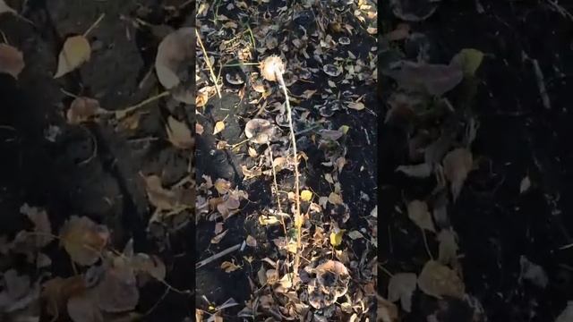 Тополиная рядовка продолжение смотреть онлайн