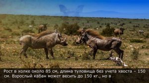 Бородавочник - поджарая свинья с бивнями, гоняет Африканских хищников. Интересные факты