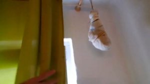 Вяленая голень индейки / рецепт проще простого