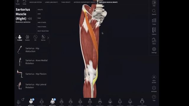MRCS ?️ OSCE - Lower Limb (Anatomy) | Sample Course Session | смотреть онлайн
