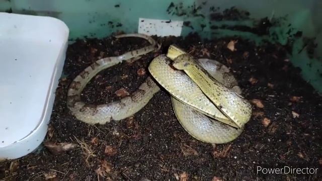 Очень злые змеи смотреть онлайн