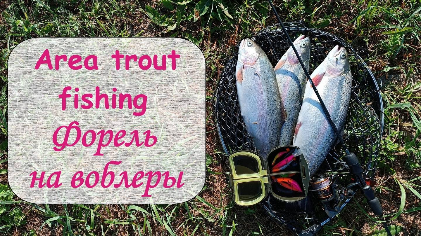 Area trout fishing. Форель на воблеры