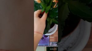 уход за каланхоэ. Полив, свет, Подкормка, обрезка...?