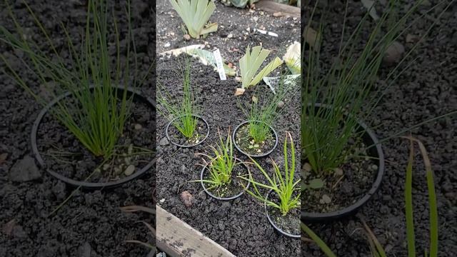 Декоративная трава, осока, ожика, ситник, изолепис, колерия, овсяница, зимовка саженцев ??? смотреть онлайн