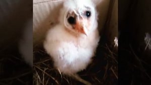 Домашняя сова сипуха