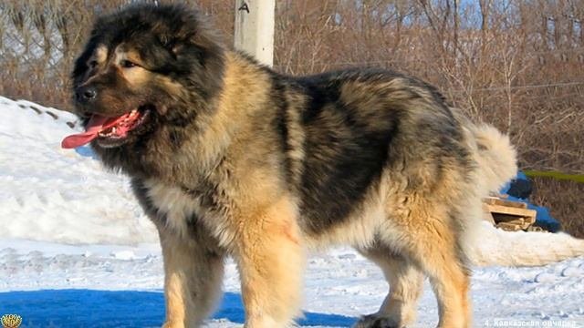 САМЫЕ ОГРОМНЫЕ СОБАКИ В МИРЕ