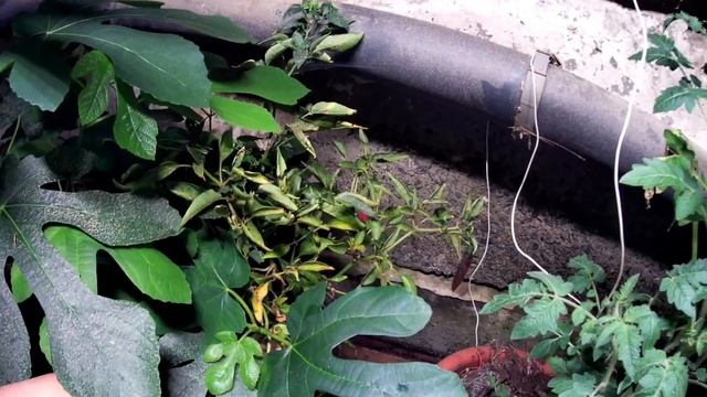 БиоВегетарий в помещении под LED светом ВИДЕО 13. Черешни, инжир, брусника, томаты, перцы и пр. смотреть онлайн