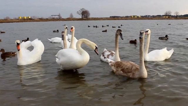 Лебеди / Солигорское водохранилище (Беларусь) смотреть онлайн