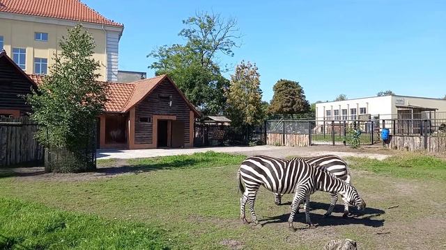 Потрясающей Красоты Калининград И Область