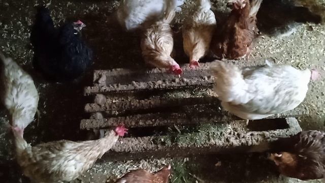 Хвоя в рационе кур несушек. Зимние витамины курам.