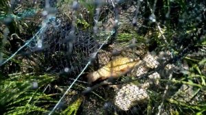 ЛИНЬ-ПОЙМАН-НА-ВЕРЯГЕ-НА-МЕРЕЖУ❗