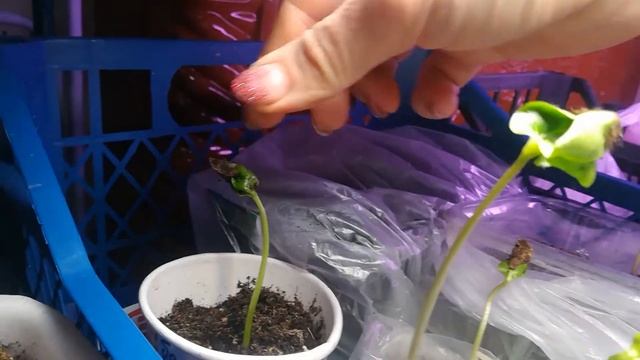 посадка семян. КОБЕЯ ! смотреть онлайн