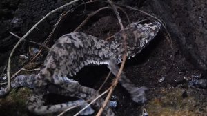 Uroplatus giganteus laying