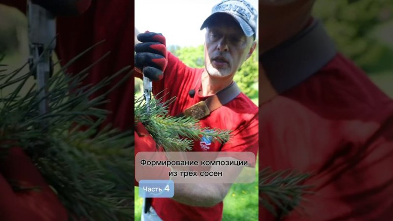 Формирование композиции из трех сосен. Часть 4. #bonsai #бонсай #ниваки #хвойные #андрейдарусенков