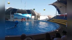 02.09.2022 – поездка в Коктебель в дельфинарий на представление с дельфинами и морскими котиками