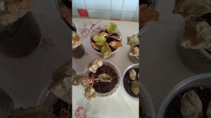 № 034 Глоксиния. Период покоя у глоксиний.