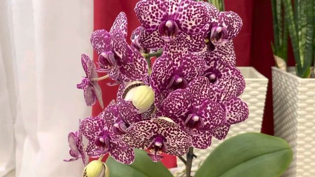 Phalaenopsis Wild Cat ? ОРХИДЕЯ фаленопсис ДИКИЙ КОТ (горизонтальный формат) смотреть онлайн