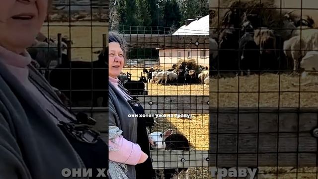 Все время говорим об овцах.