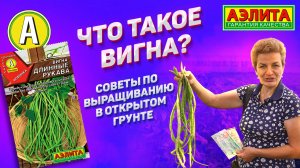 ВИГНА - ценная культура для здорового питания. Какие сорта выбрать?