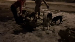 Стаффорд напал на лабрадора?/Можно ли гулять со Стаффордом в стае?/Очень много собак!!!