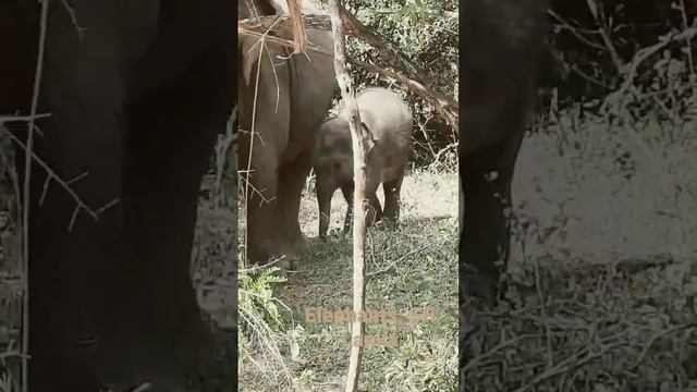 Elephant with calf, yala-nationalpark, sri lanka