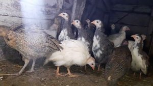 Цесарки//Поздние цесарята//Последний выводок в этом году//28 октября 2022 год