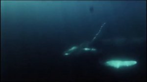 52 ГЕРЦА КИТ - Он Не Одинокий?