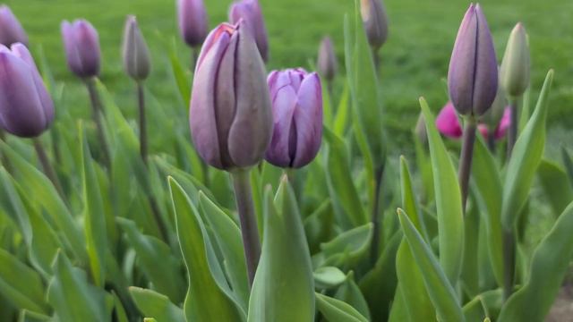 LILAC LOVE | TULIPS | SPRING FLOWERS смотреть онлайн