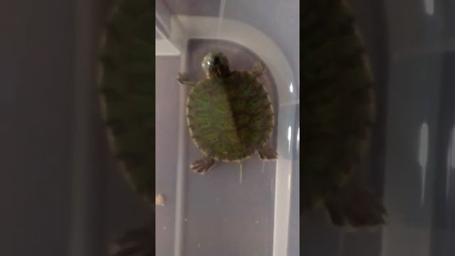 Шок, черепаха спит. Как спят водные черепахи